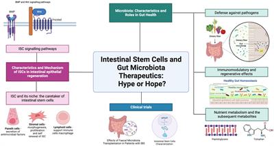 Intestinal stem cells and gut microbiota therapeutics: hype or hope?